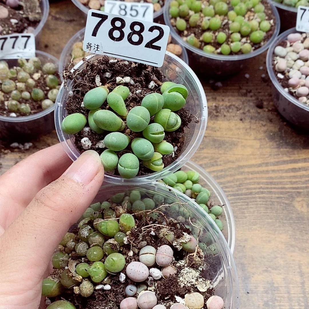 末***车7882咯哦哦哦哦啦