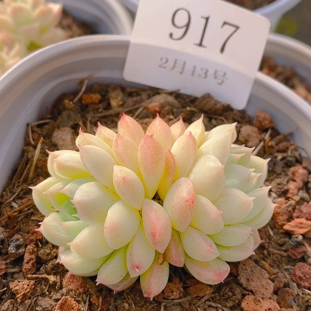 【闪购商品】云917