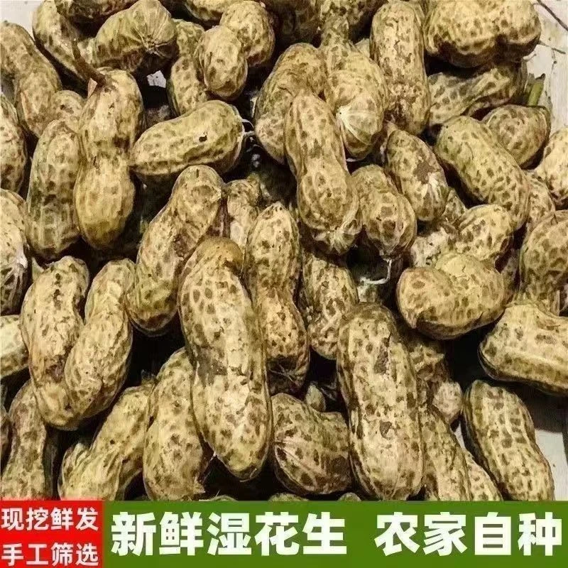 2025当季新鲜花生湿新鲜带粉皮带泥现挖农家带壳花生大颗粒湿花生