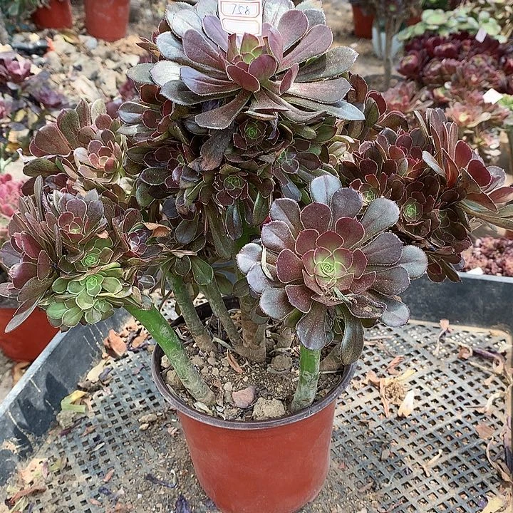 牵*花758灰法师多肉植物