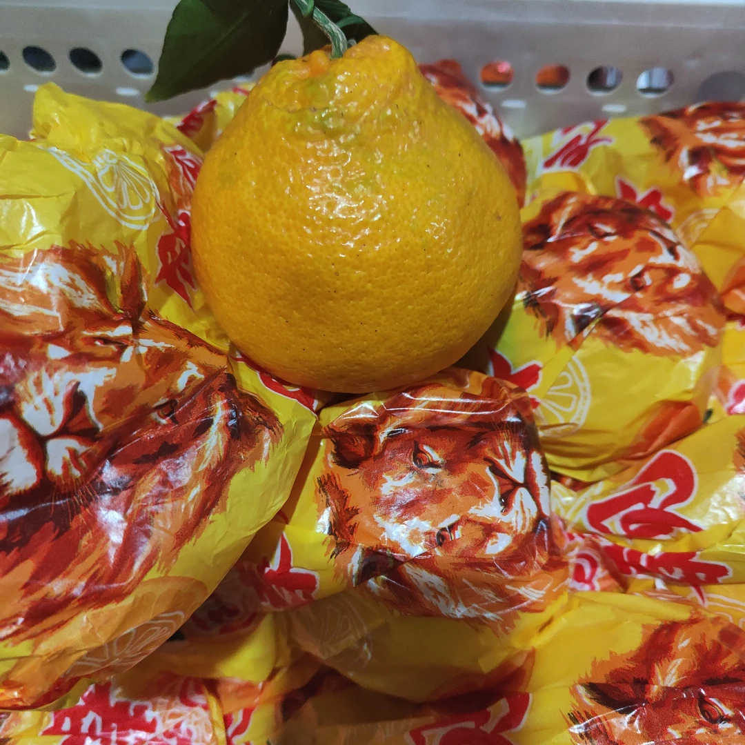 春见耙耙柑 散称   20块 1000g