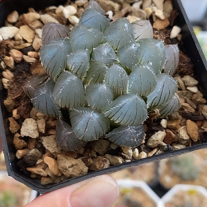 92实生玉露锦一物一拍