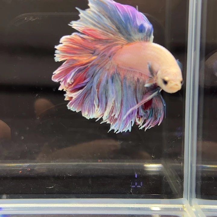 中国大陆39号泰国斗鱼半月紫色