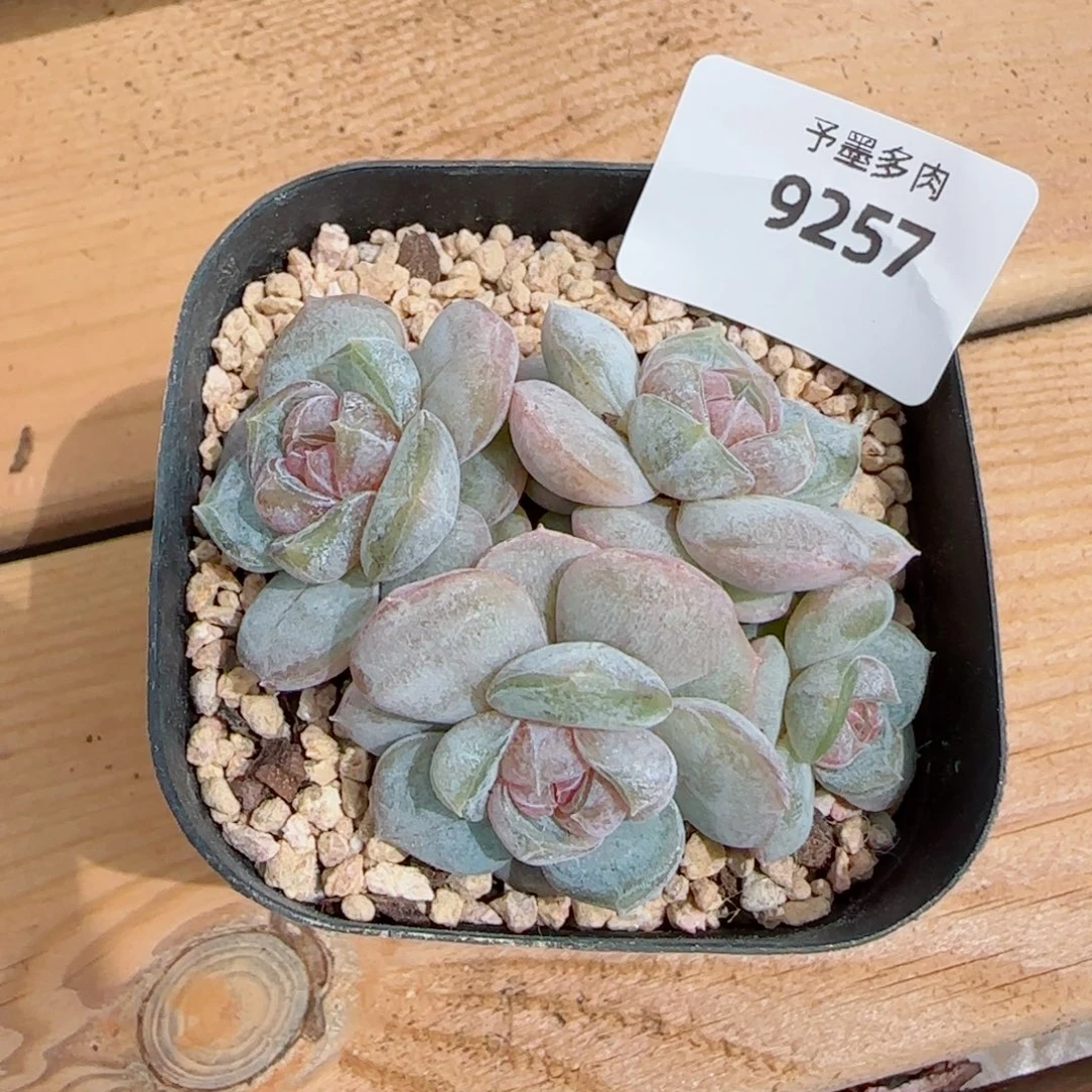 雪***狼红皇后，9257多肉植物