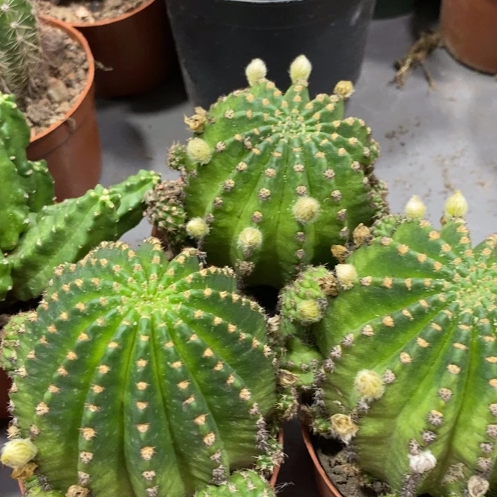 新品蜜桃粉金刚带花苞