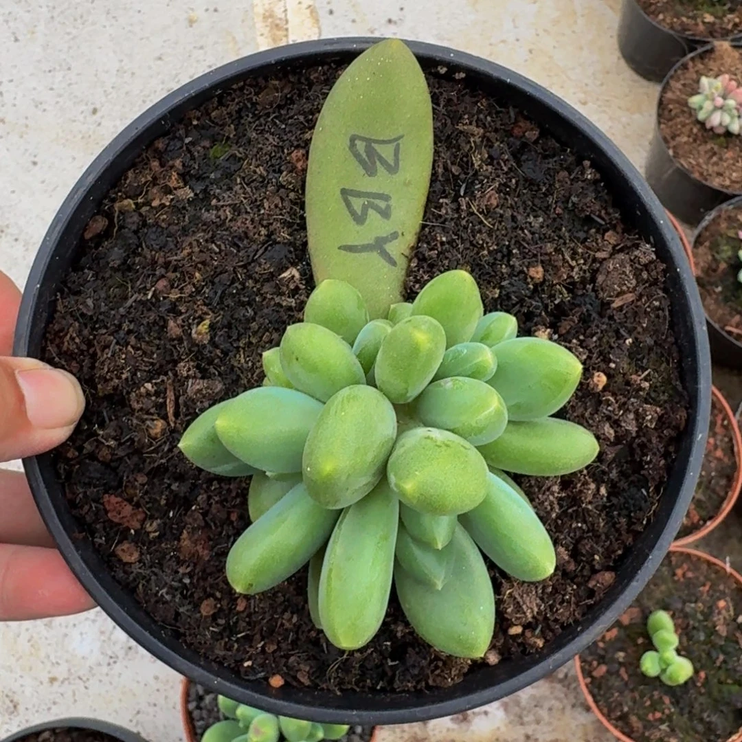 芭比亚 5头 一物一拍