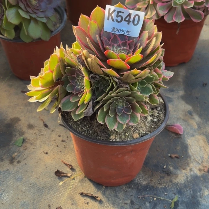 瑞妈多肉园艺，540.粉花妖