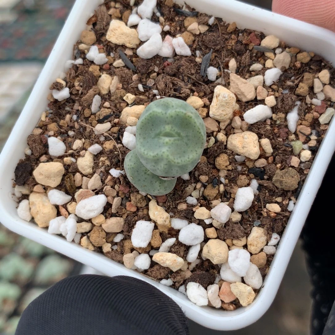 a329鬼脸绿豆糕母本