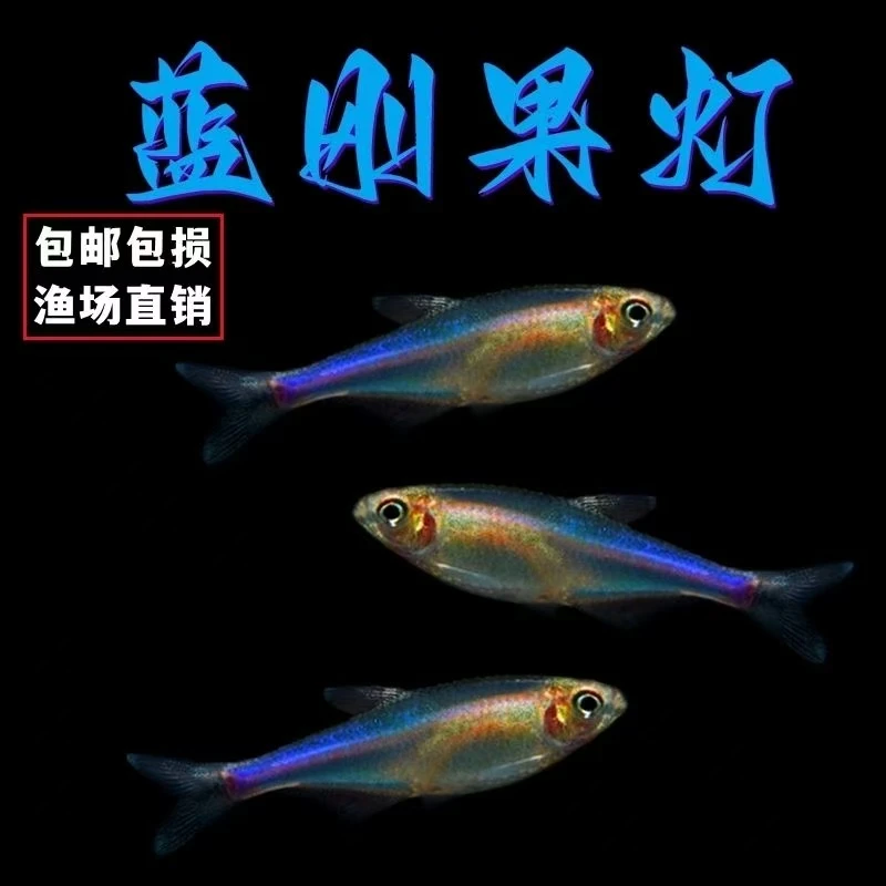 蓝刚果灯鱼小型鱼热带观赏鱼蓝色灯鱼七彩蓝线灯淡水群游草缸鱼