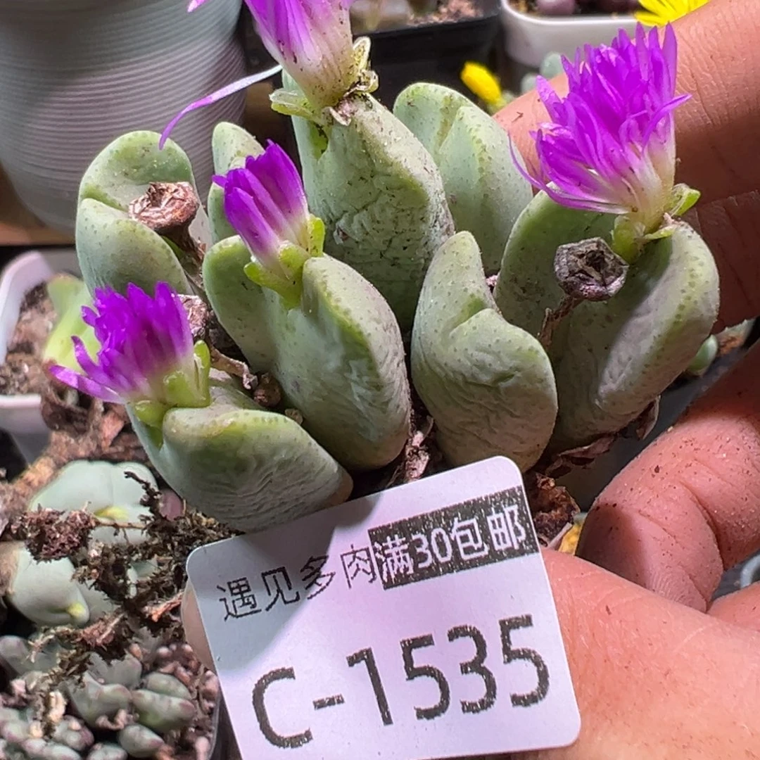 多肉植物1111111111111