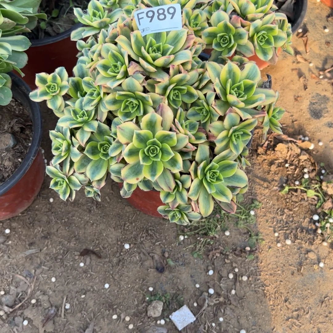 989星爆多肉植物法师