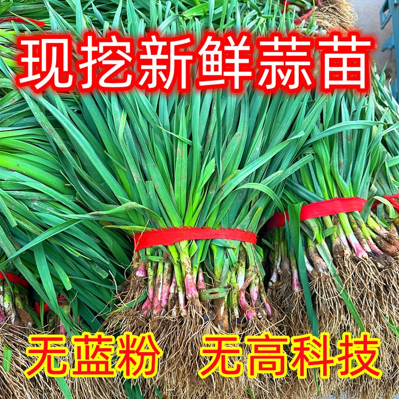 苏北蒜苗现挖蒜苗农家自种蔬菜苗蒜苗新鲜红根蒜苗3斤5斤