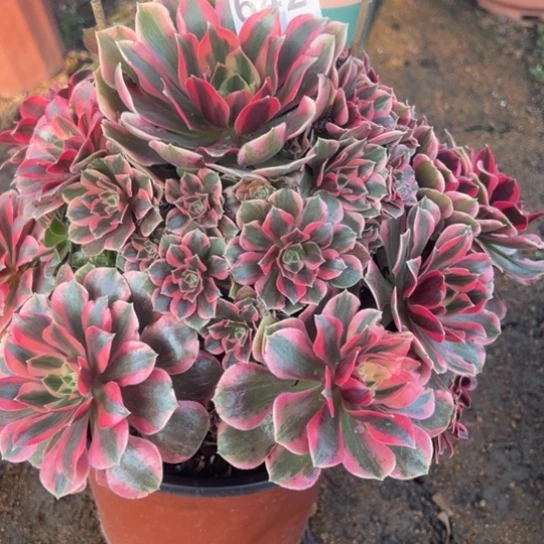 ^***青642女妖多肉植物花花