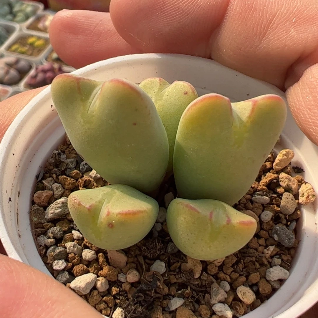 852多肉植物组合