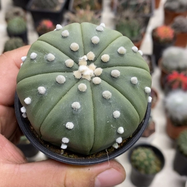 实生琉璃兜特价福利