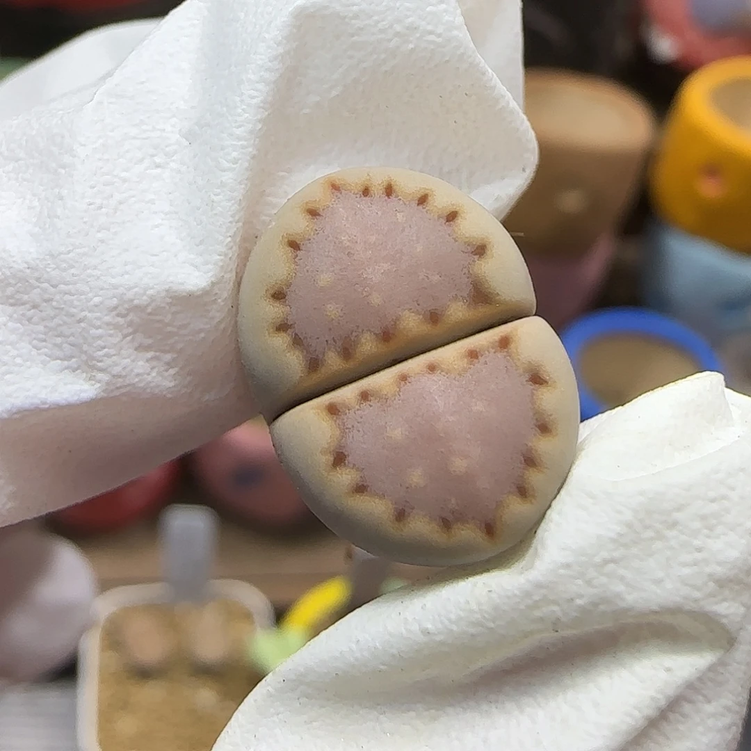 11.21.1621.013饼干.9037尺寸1.5cm