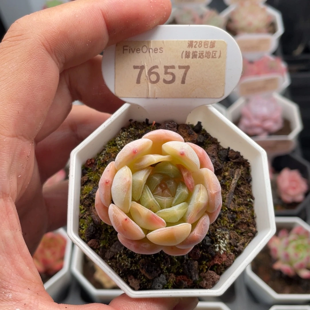 白色恋人7657-4厘米