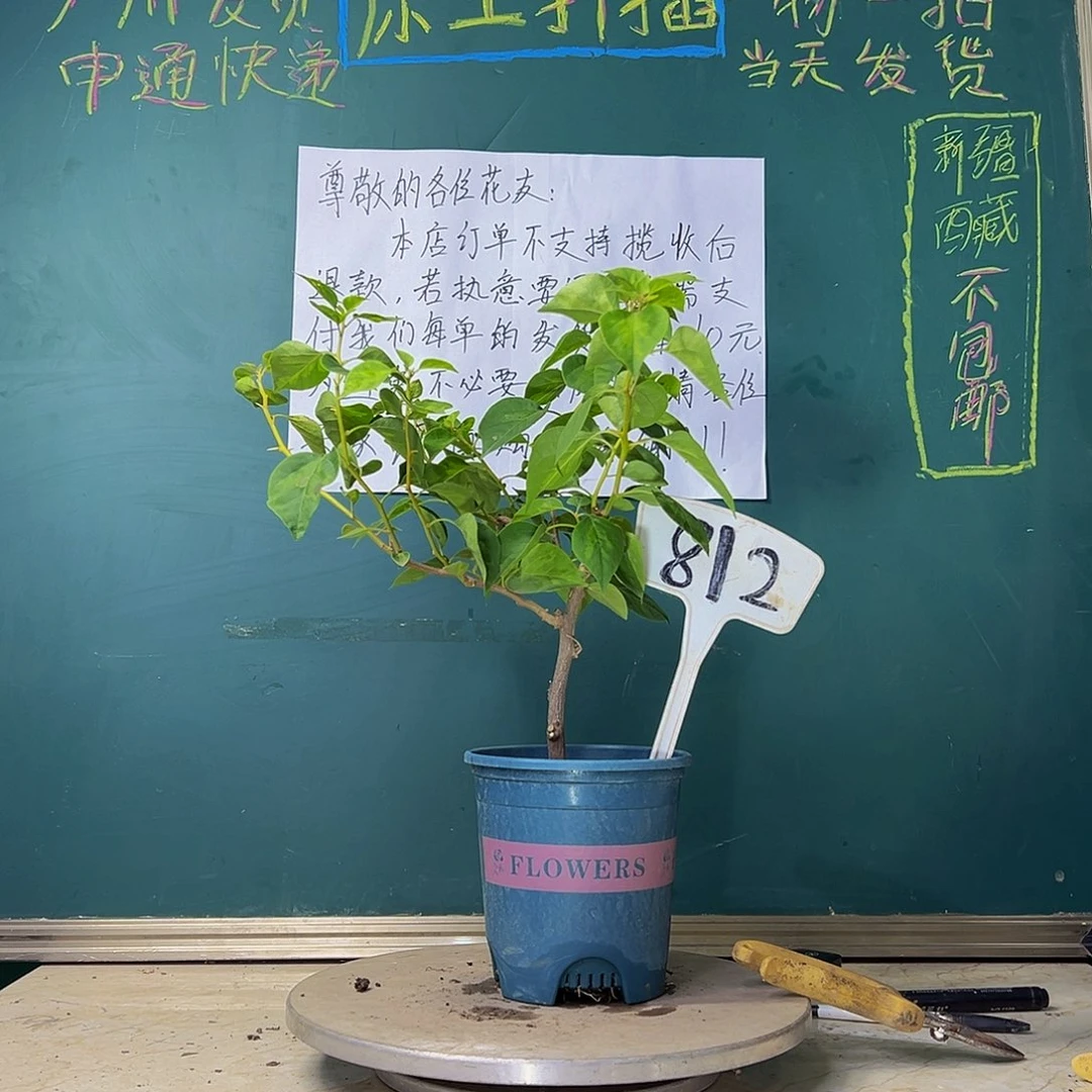 当前无花栽培后可以开花暗斑五宝812