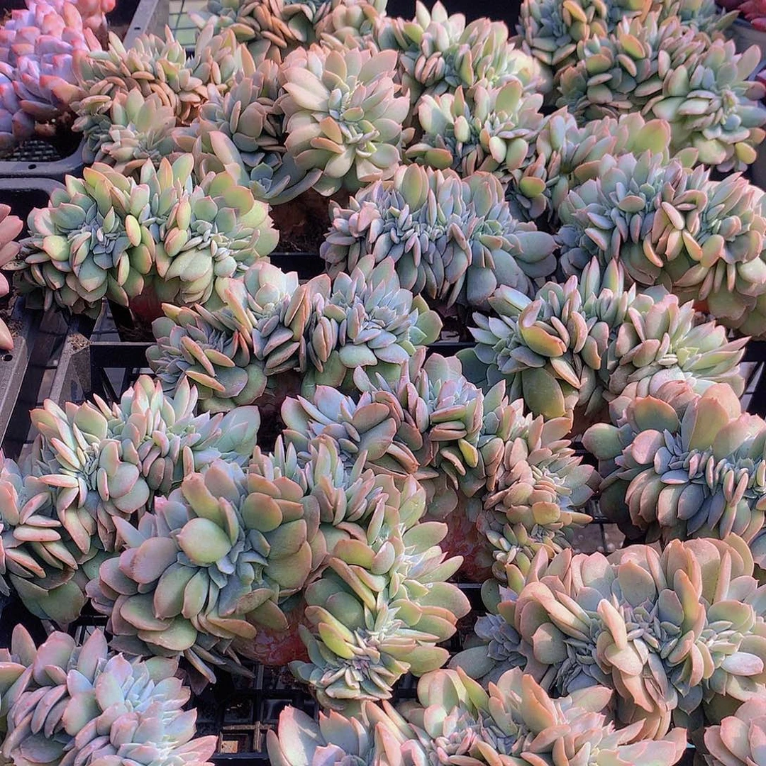 白凤缀化35677899990900