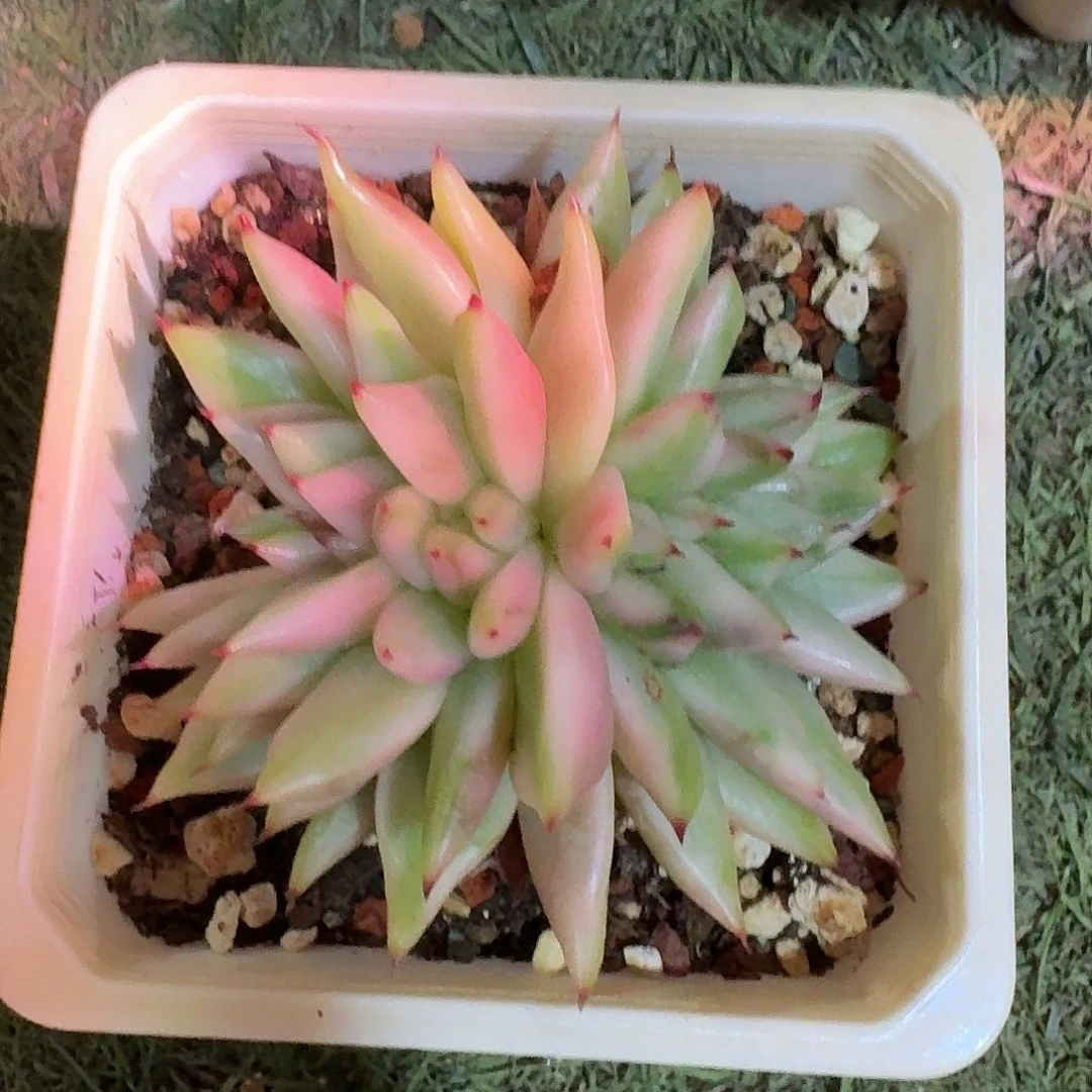 艾克魂锦缀化多肉