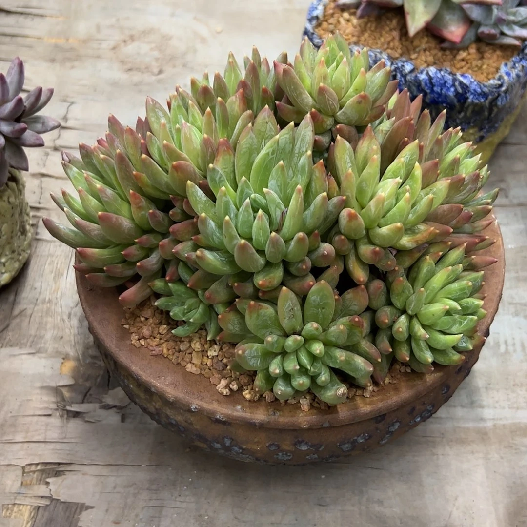 炫彩星38 零零多肉植物