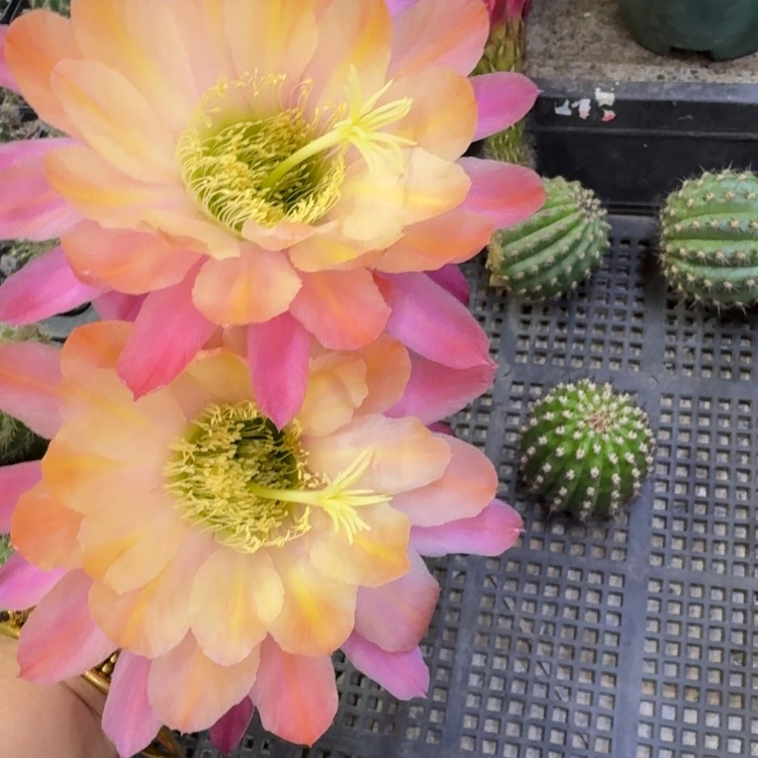200毛花柱法三歪无根侧牙5公分左右，20包邮