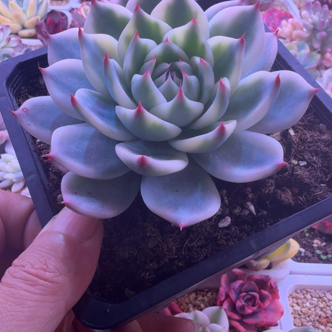 城***了吉娃娃锦 多肉植物