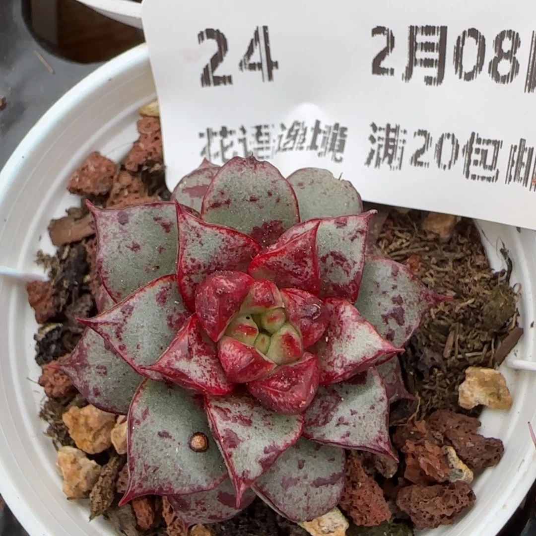 花语逸镜0208-24朱雀