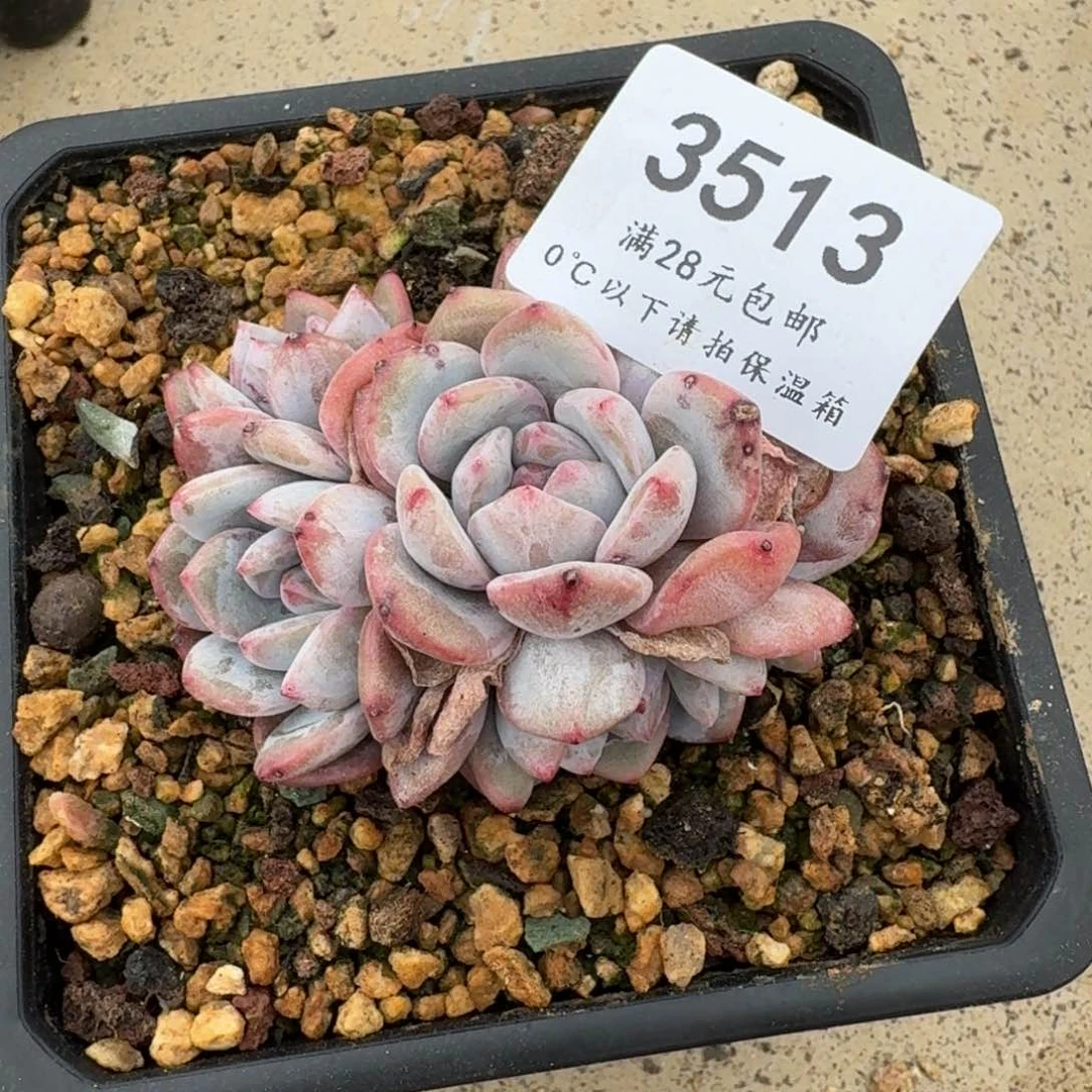 奕**e3513星影群7.5cm