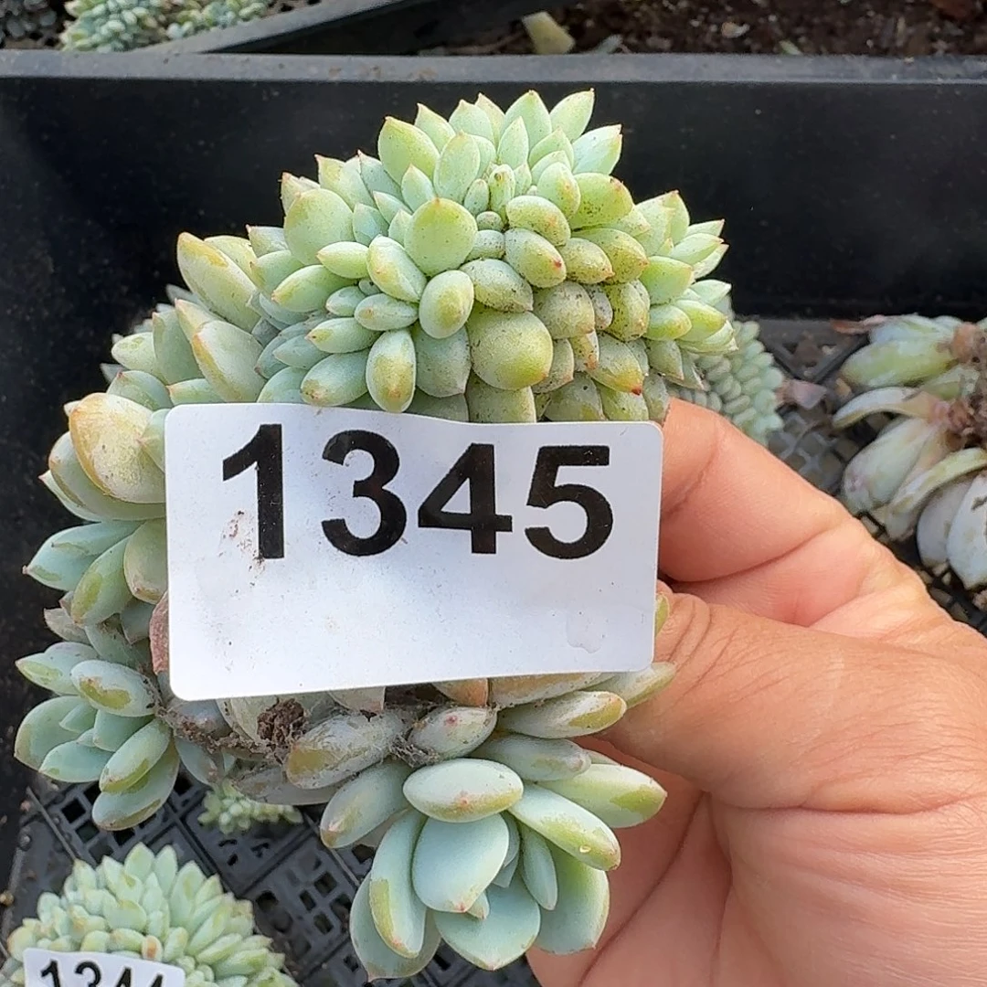 郑*姐15566666666666666666666