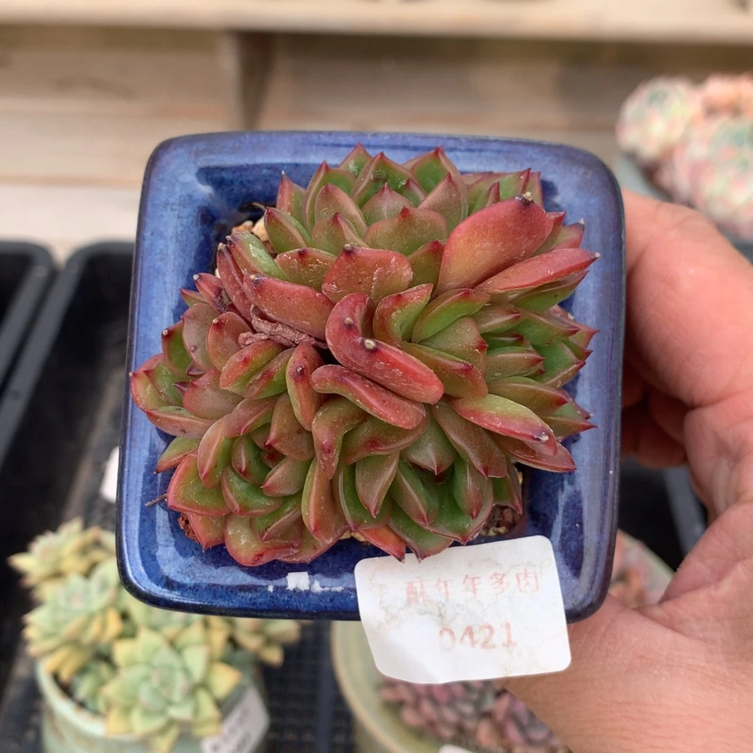 421香槟杂交多肉一颗7厘米