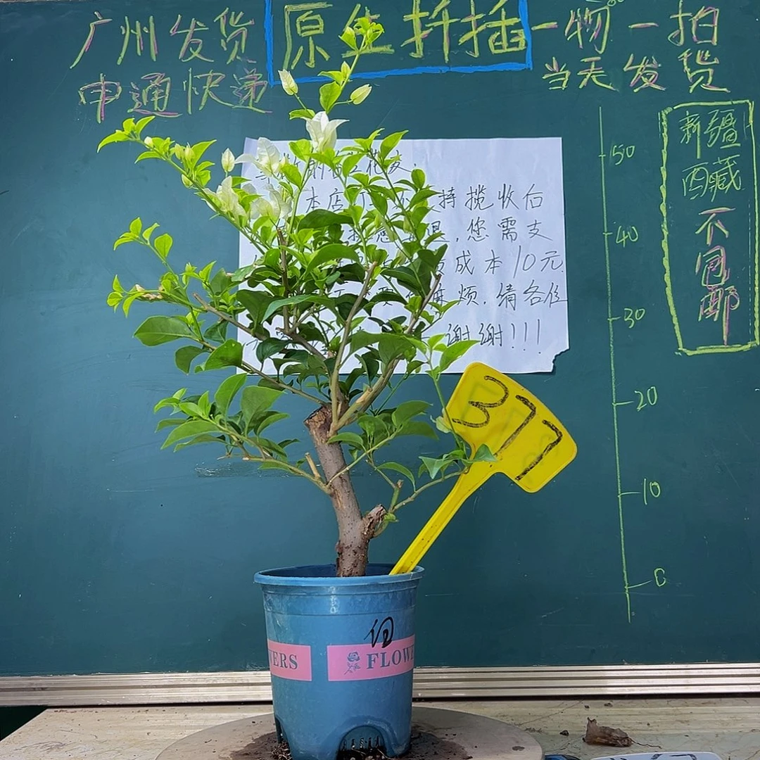 当前无花栽培后可以开花粗弯杆 白雪公主有破皮377