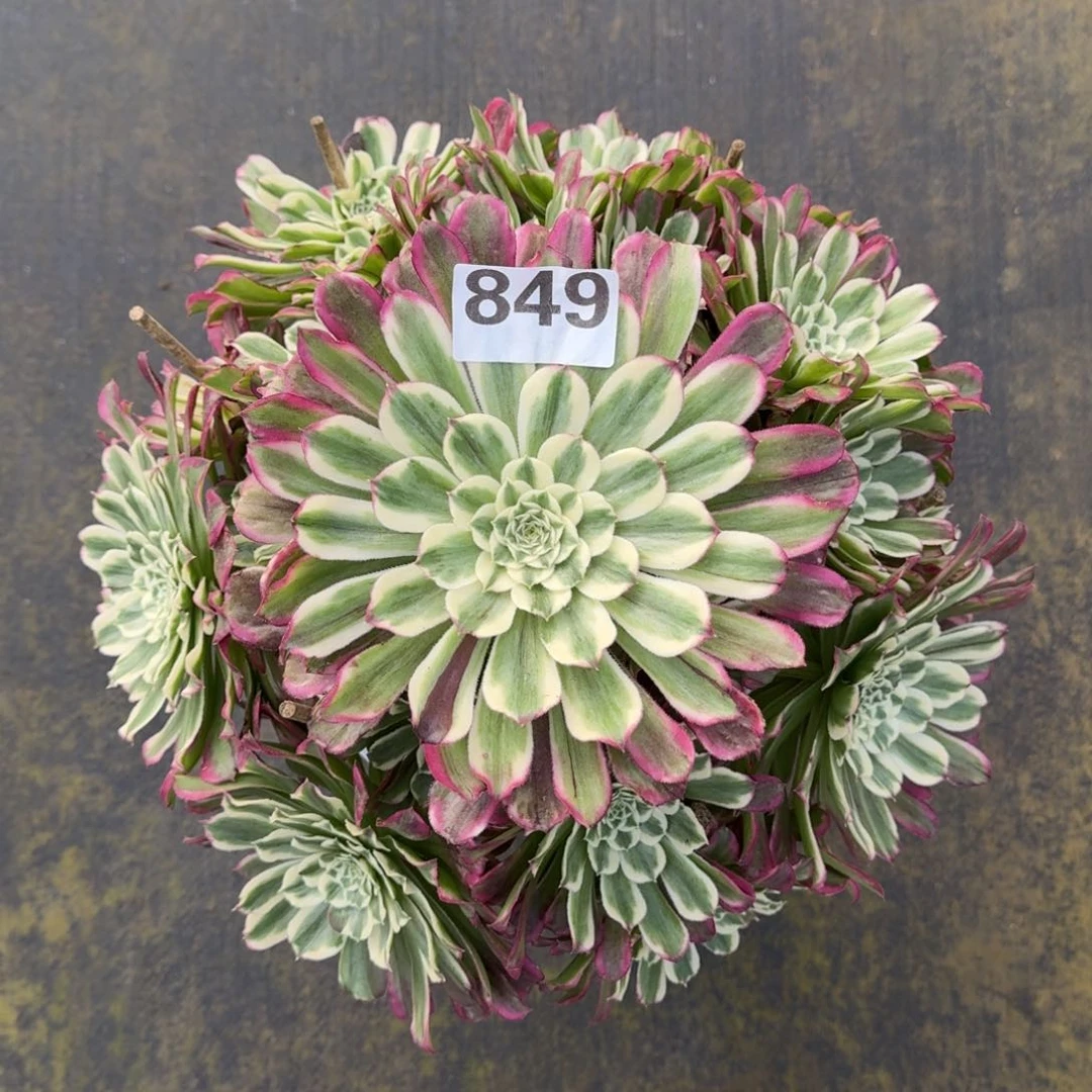 捌**秀849！水木年华法师多肉