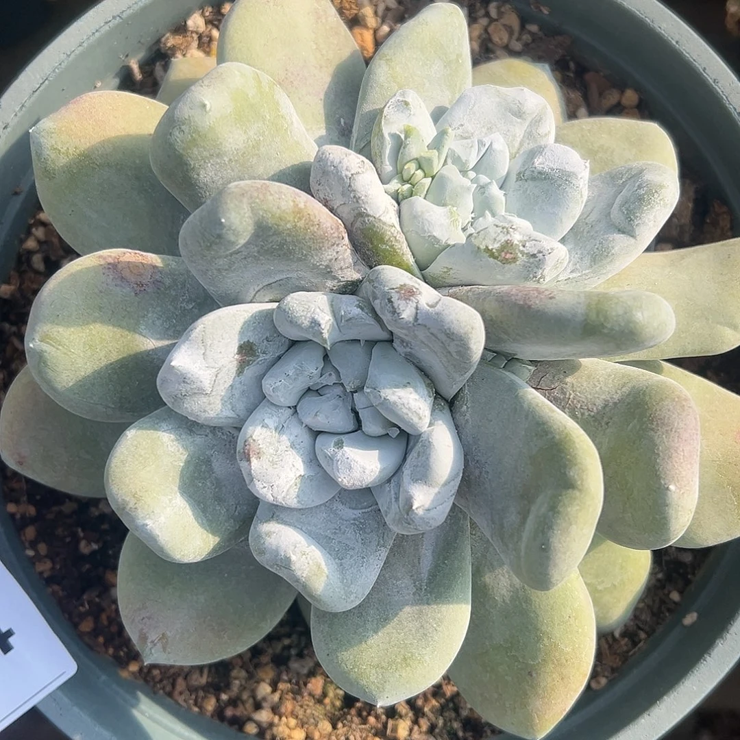 拇指一物一拍1625