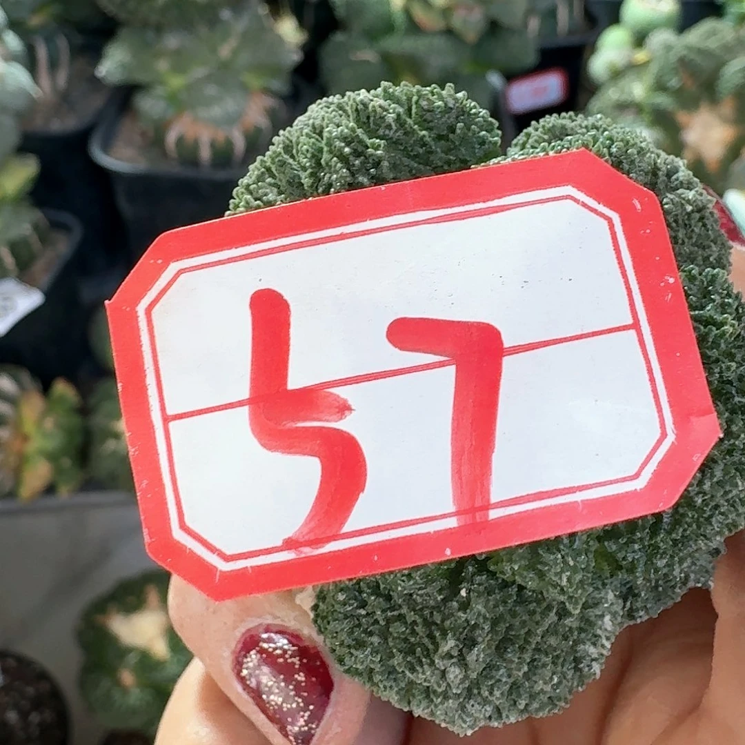 【闪购商品】无花朵淀*哥斯拉57