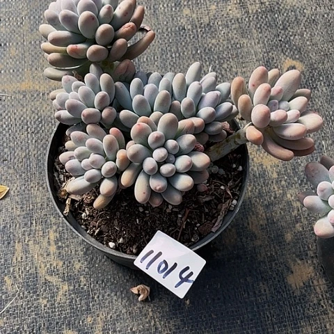 微*?汤圆小写11014