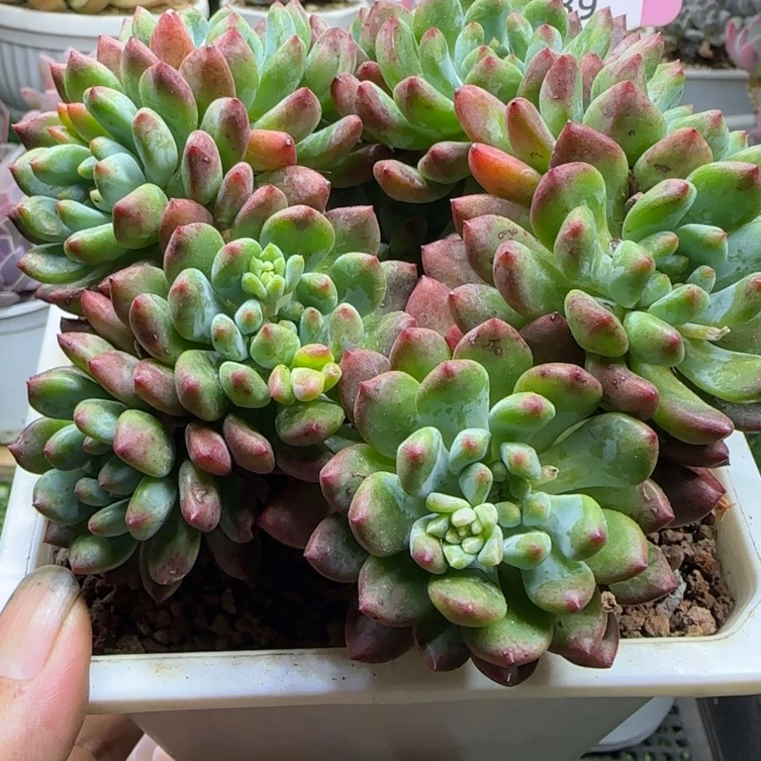 锦安精品多肉植物339