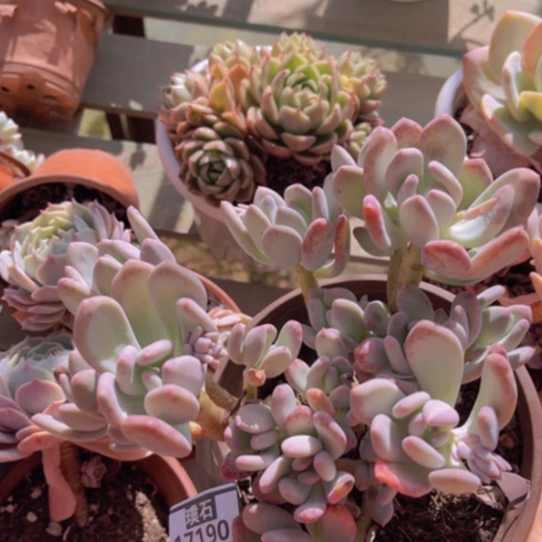 【闪购商品】三日月美人17190