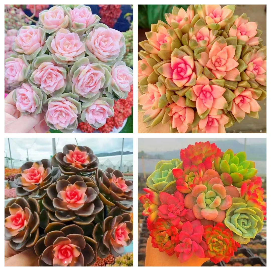 MS耐旱耐热一大箱，全部挑好的发,4个带盆土+1个托架，云南基地发。