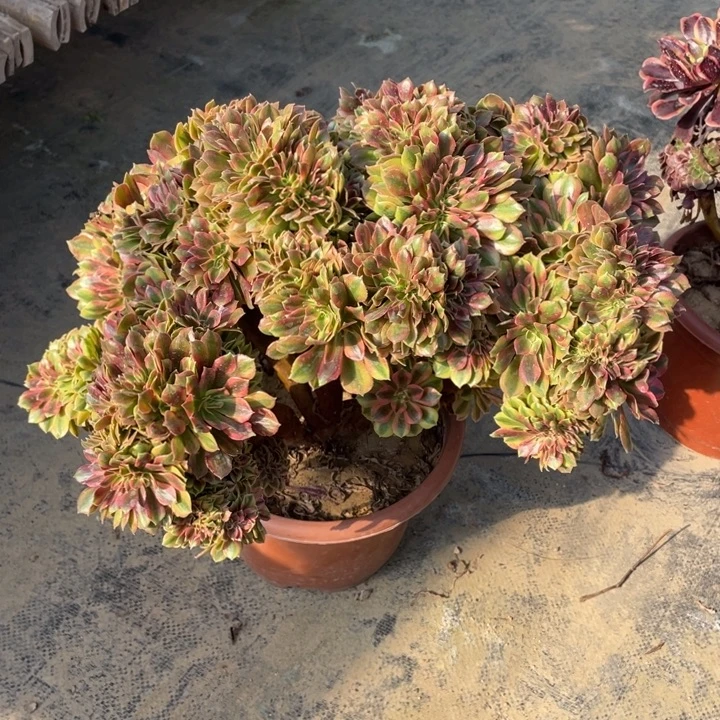 法师老桩缀化斑斓