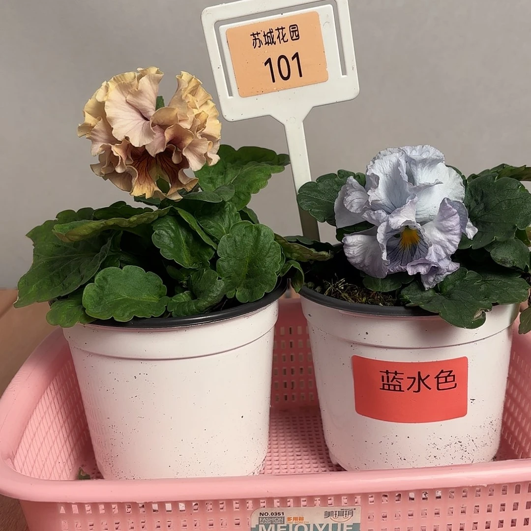 大部分开放少量花苞101