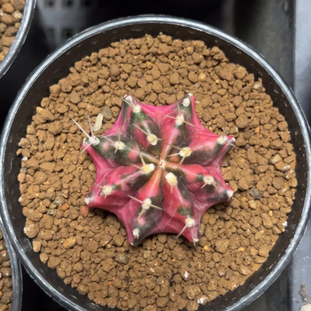 名品米哈侧芽自根带盆土发货6