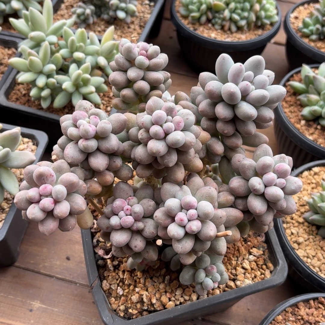 无花朵桃花奶老桩11111111