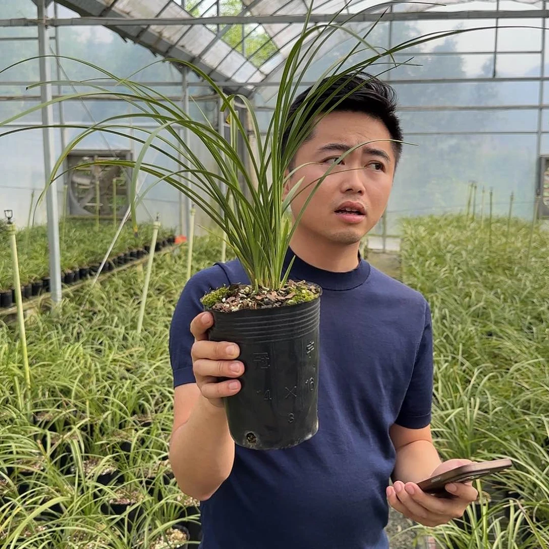 当前无花栽培后可以开花蕙兰老上海五苗及以上