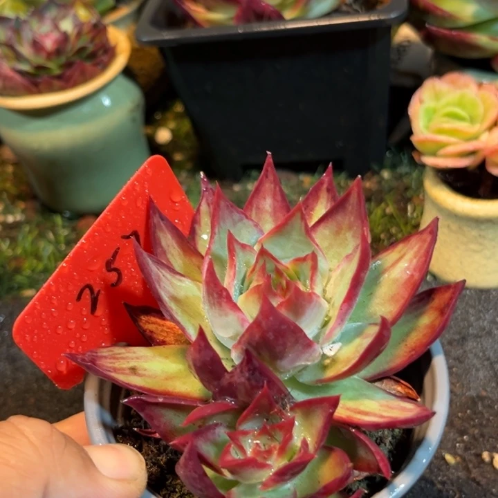 三角拉丝惊鸿一物一拍包装收缩花旱257