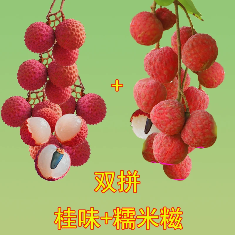 广东百年糯米糍桂味荔枝新鲜现摘当季水果送礼顺丰冷链运输包邮