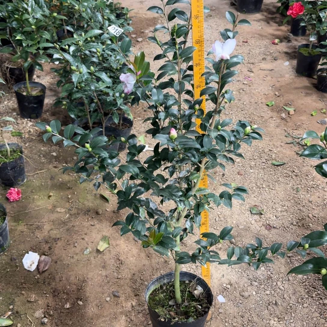 少量花朵（建议范围：2朵-5朵 或40%以下）918英八