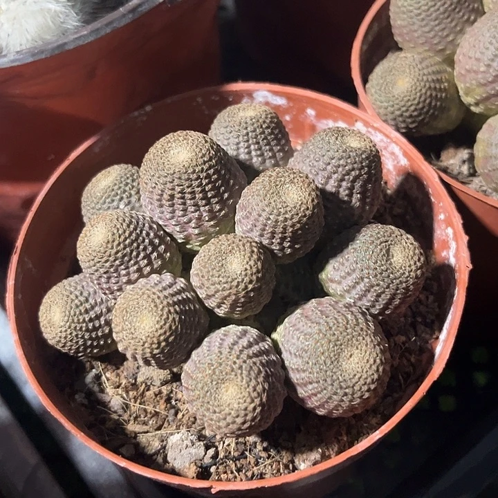 黑蝎子群zzzzzzzzzz