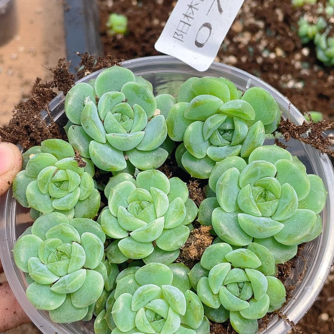 多肉植物多肉植物73