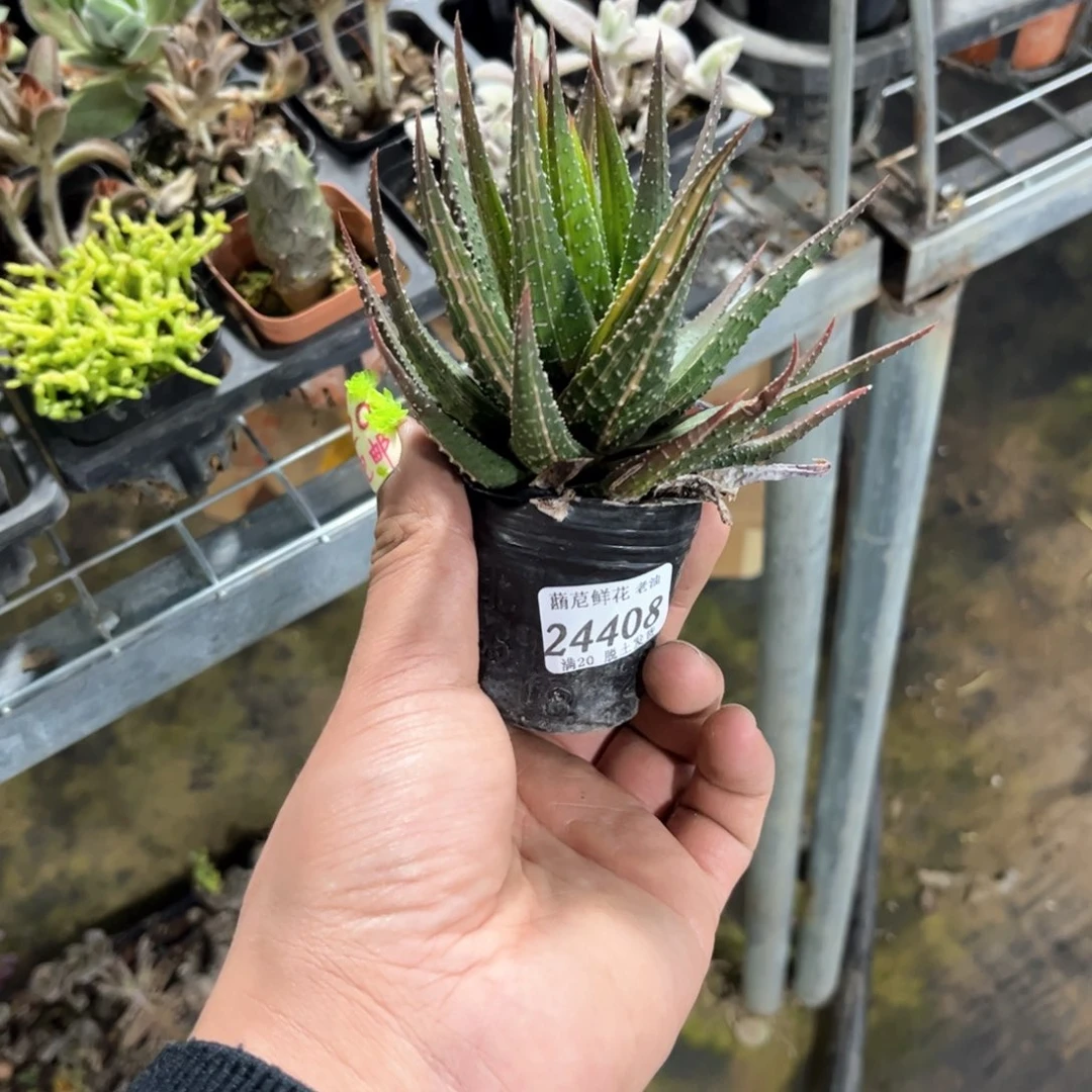 乖****家24408一物一拍单头发货